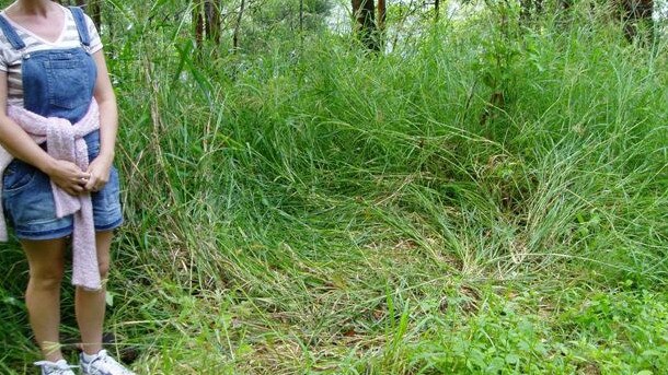 Pushed down grass which was the spot of an alleged Yowie sighting in Currumbin Valley in 2007.