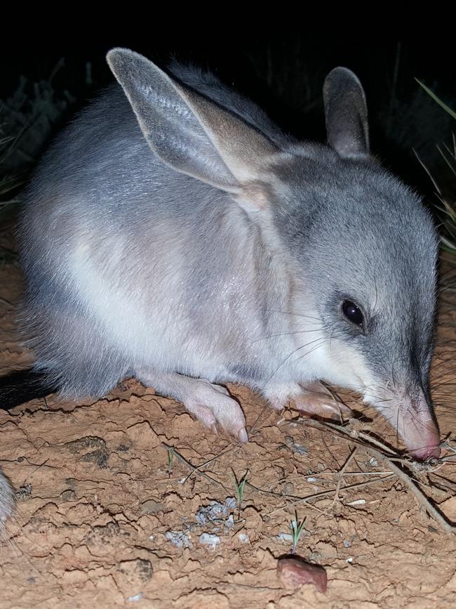 The greater bilby at the Arid Recovery reserve outside Roxby Downs. Picture: Alexandra Ross