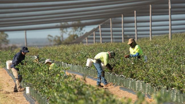 Blueberry pickers hard at work.