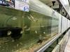 Grime, mess and dying fish as pet shop abandoned owing $750k