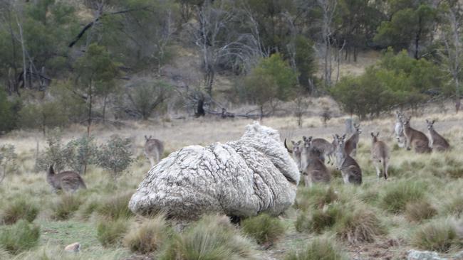 Chris the sheep, before the RSPCA captured him and gave him a lifesaving shearing.