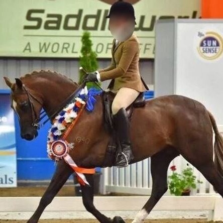 The show horse Daisy Lane Huntsman, which was purchased for $50,000 using money swindled from two friends. Picture: Supplied