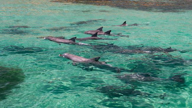 A pod of bottlenose dolphins in the shallows of Kangaroo Island, south of Adelaide.