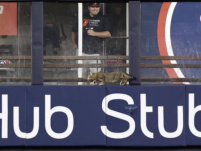 The cat wasn’t getting out of Yankee Stadium quickly. Photo: Adam Hunger/Getty Images/AFP