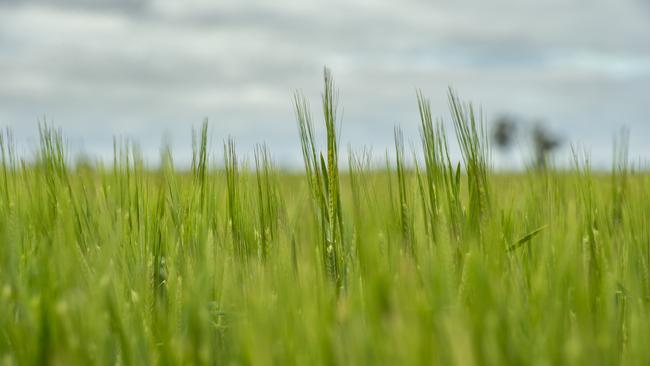 Some grain growers’ harvest was paused this week after heavy rain fell in parts of Victoria.