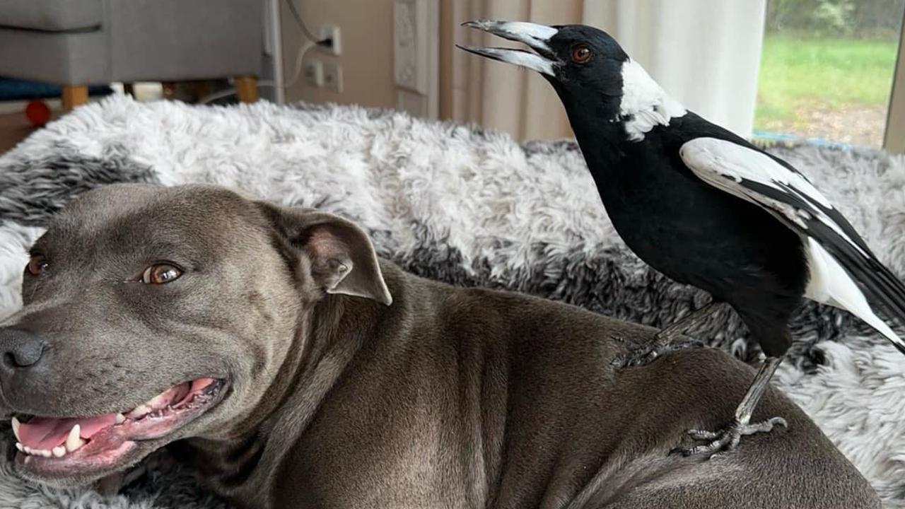 Peggy & Molly update: huge catch on insta-famous pet magpie return ...