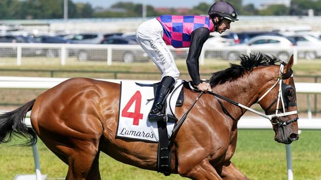 Dom To Shoot on the way to the barriers prior to the running of  the Lamaro's Hotel Futurity Stakes at Caulfield Racecourse on February 24, 2024 in Caulfield, Australia. (Photo by Scott Barbour/Racing Photos via Getty Images)