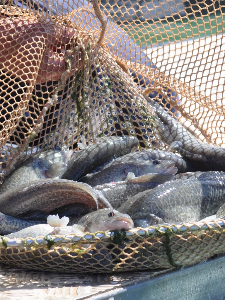 Murray cod farmers take a leap into aquaculture venture | The Weekly Times