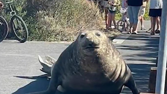 Henry the seal is a local celebrity in Point Lonsdale. Picture: 9NEWS