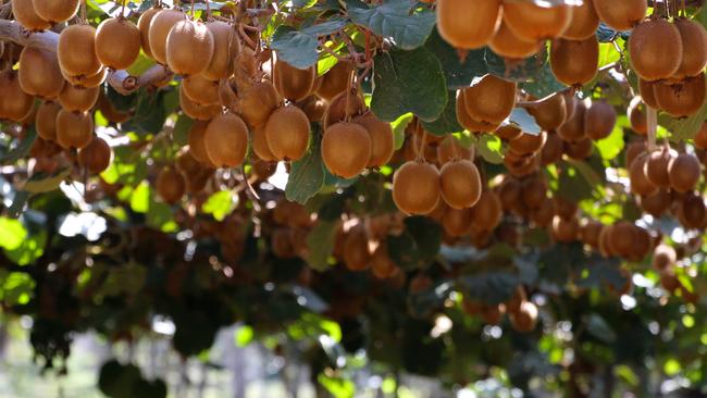 Seeka has sold three of its Australian Kiwi orchards. Picture: Supplied