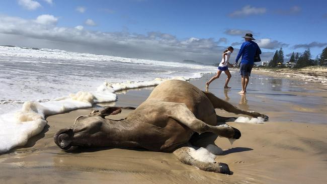 Dead cow on the beach at Broadbeach. Picture: Nigel Hallett