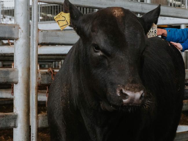 Banquet Angus Sale 2021Hamish Branson and Tessa Meulendyks with top price bullPhoto by Chloe Smith  Photo by Chloe Smith.