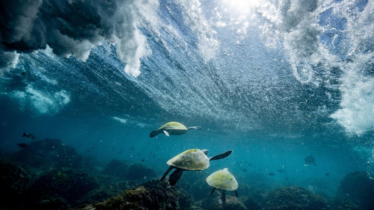 Turtles swim beneath the waves. Picture: Luke Marsden