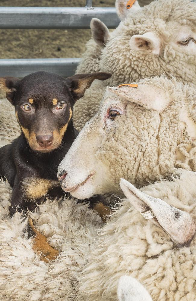 The Voice campaign is one of the greatest herding scenarios since the first sheepdog trotted down a gangplank in Old Sydney Town and started harassing terrified sheep, says Mike O’Connor. Picture: Rob Leeson