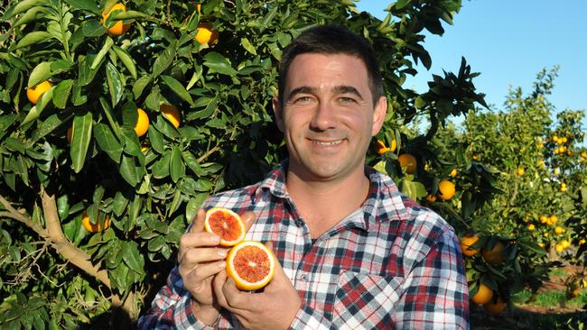 Fruit tingle: Vito Mancini of Redbelly Citrus in his orchard north of Griffith in NSW. Picture: LINDSAY HAYES