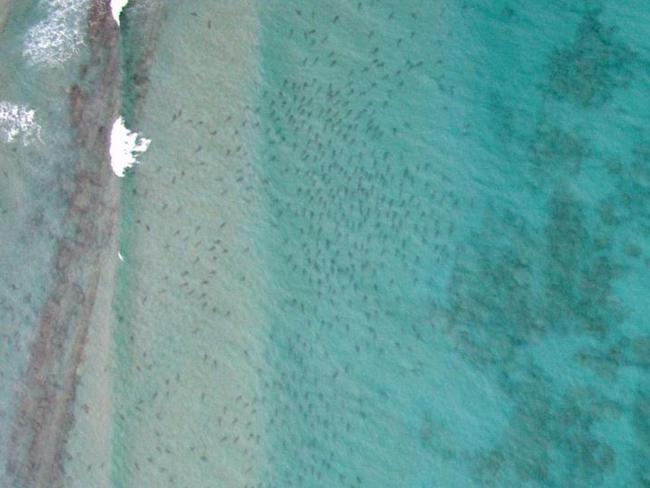 sharkmigration The sharks have arrived! Thousands of sharks spotted off Palm Beach this morning during the aerial survey flight. Looking forward to fishing and tagging this weekend. #sharkmigration #blacktip #shark @colganfoundation. Picture: sharkmigration/Instagram