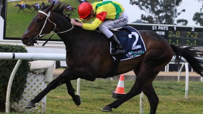 Notabadidea is one of the main contenders taking on Harpo Marx at Warwick Farm on Wednesday. Photo: Grant Guy