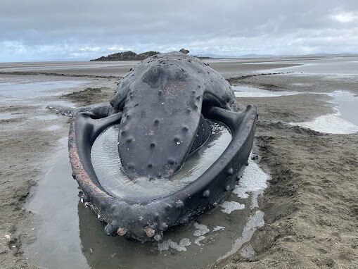 A massive whale has died after being stranded at Conway Beach in the Whitsunday region. Photo: Estelle Sanchez