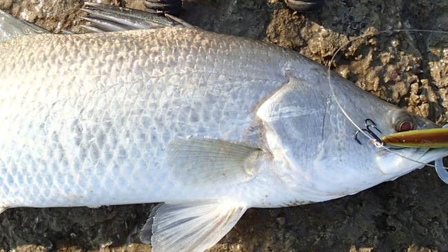 Small barramundi are happy to strike at a lure even when the water temperature is changing HIRO