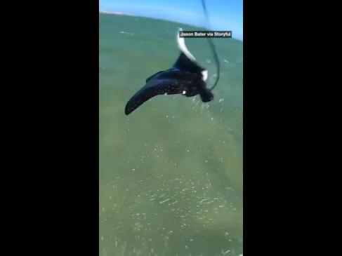 Aussie kitesurfer has close-call with enthusiastic stingray