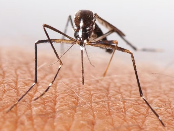 Stock image of a mosquito. Picture: Supplied