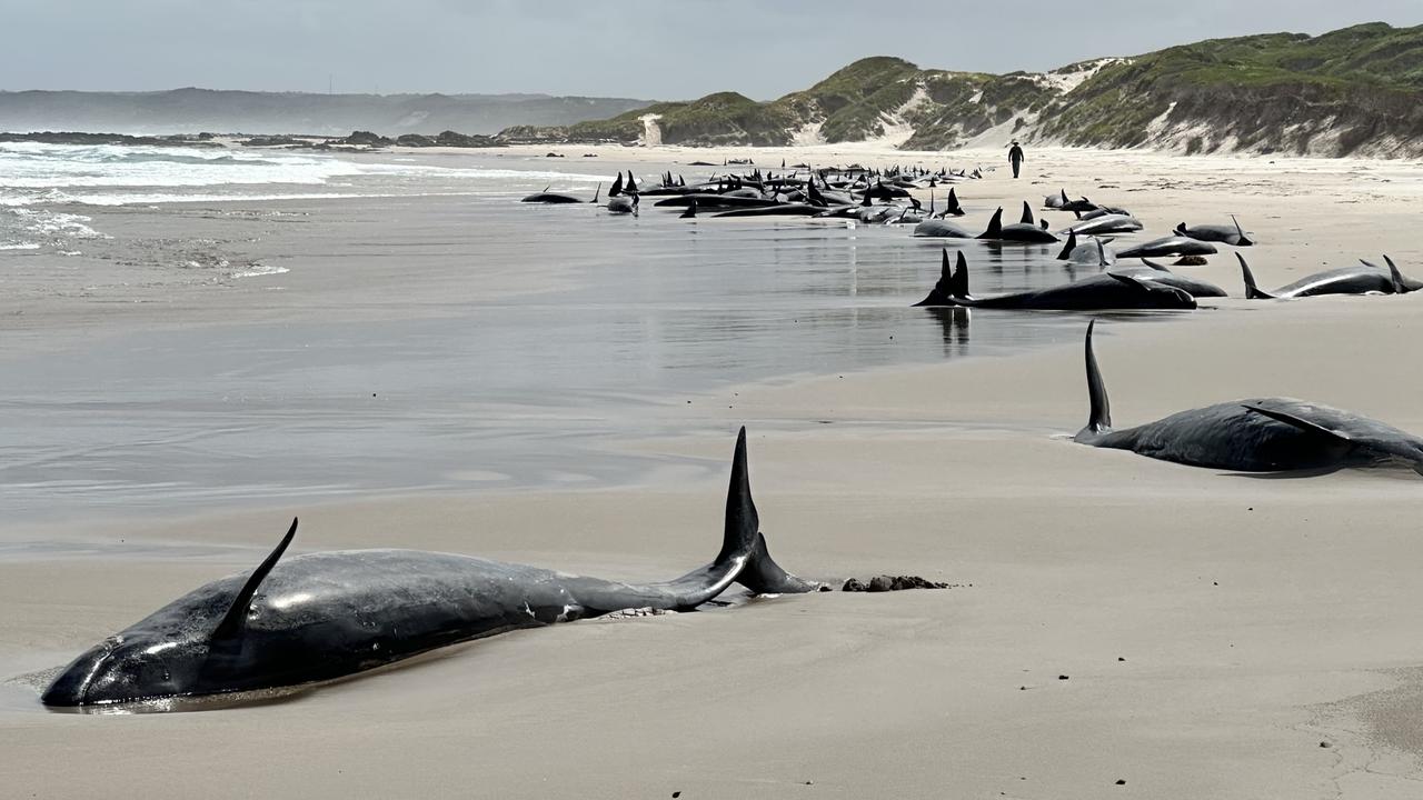 ‘Shocking’: Mass whale stranding on remote Tassie coast