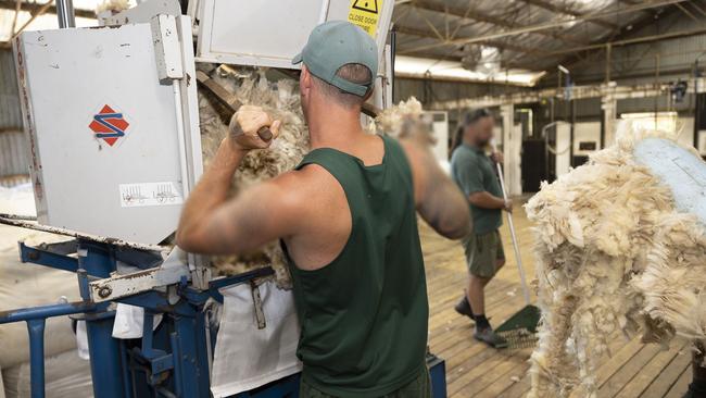 Inmates are paid per sheep sheared. Every inmate is employed by CIS. Picture: Gary Ramage