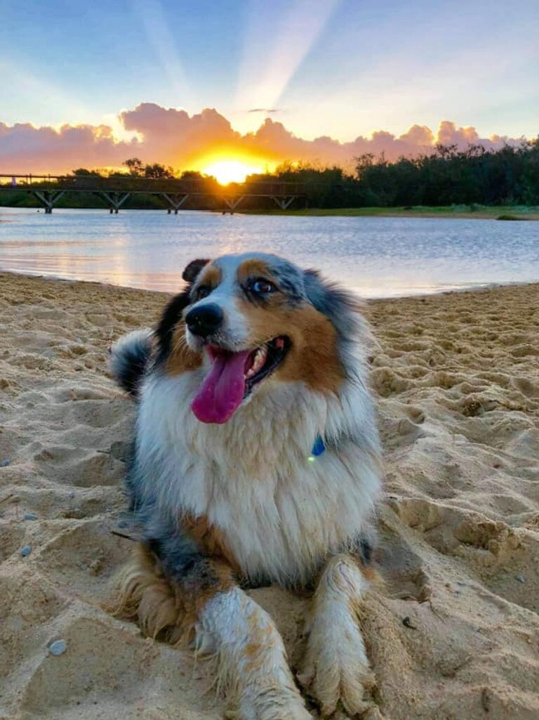 Sunshine Coast’s cutest dog - gallery two | The Courier Mail