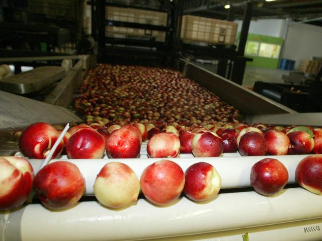 Gaethan and Nicole Cutri at their fruit farm near Swan Hill. Stone fruit farm. Peaches. Nectarines.