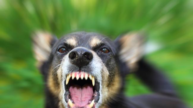 A woman has suffered a leg injury after a dog attack in Urangan.