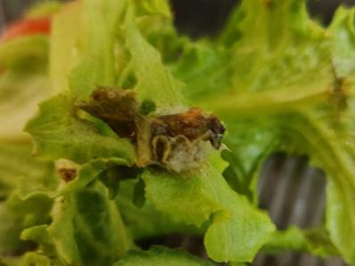 This guest quarantining in a five star Adelaide hotel found a “pet” mould growth on his lettuce. Picture: Supplied