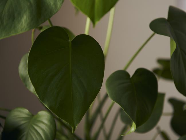 Indoor plants. Picture: Eugene Hyland