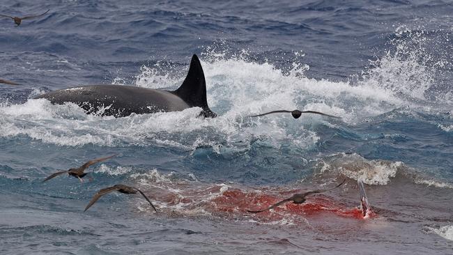 Bremer Bay orca after making a kill. Picture: Keith Lightbody/Naturaliste Charters