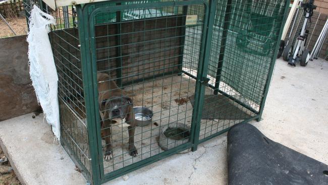 RSPCA discovers dogs in freezer, 18 alive but diseased | news.com.au