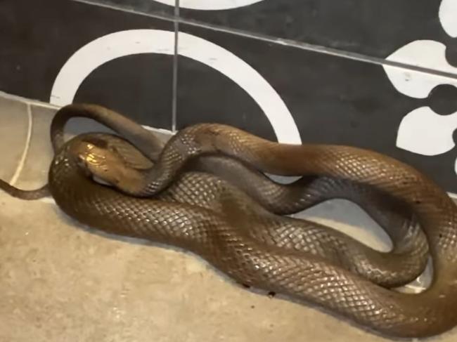 A huge venomous dugite has been pulled out of an Indian restaurant inside Perth's DFO shopping centre. Picture: Facebook