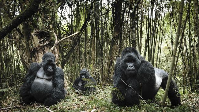 Family Portrait, by photographer Chris Schmid, is on the 2018 Sony World Photography Awards shortlist. The image shows a mountain gorilla family in Mount Gahinga in Uganda.