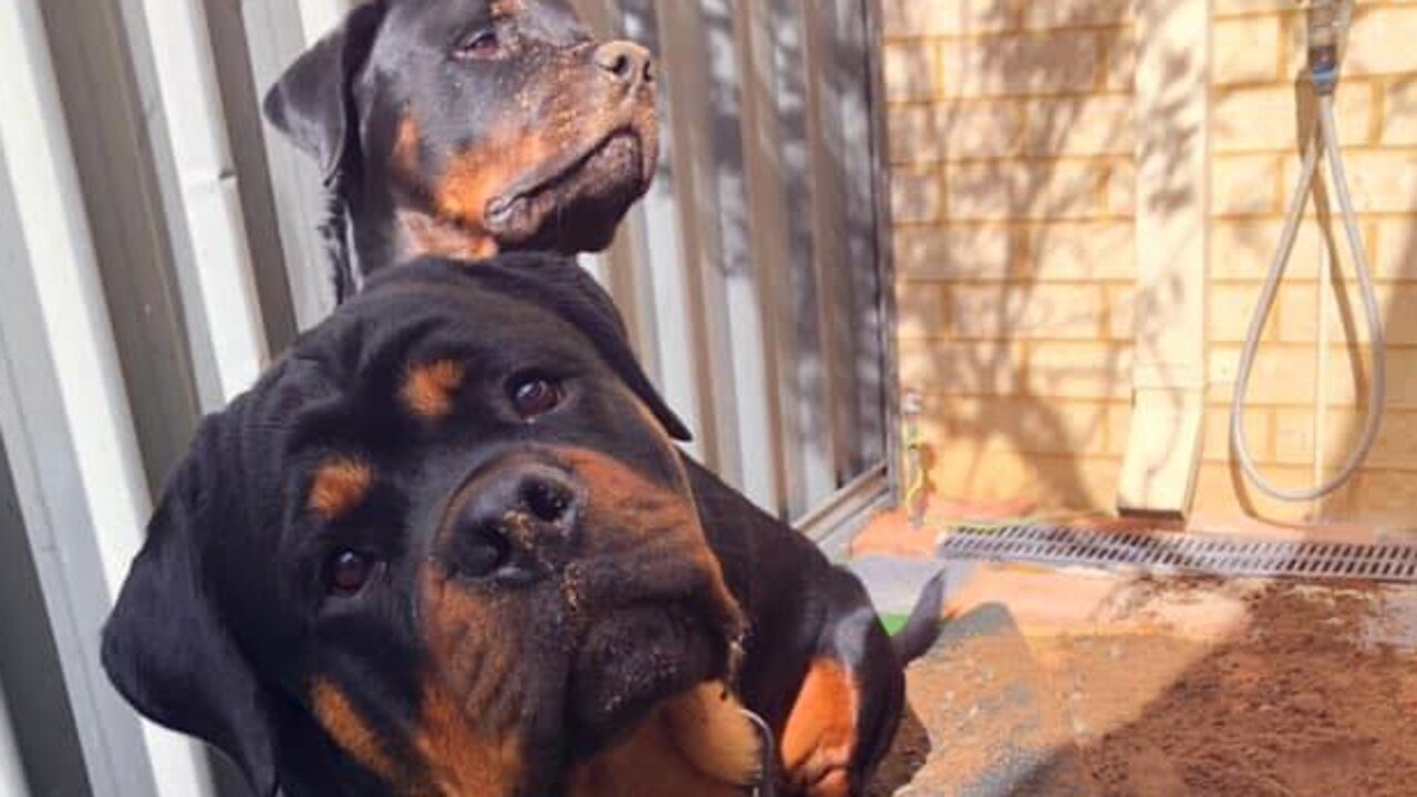 Bronx was shot by police and put down shortly after the attack on Ms Piil, while Harlem was euthanised on Thursday morning after five weeks kept in a pound. Picture: Facebook