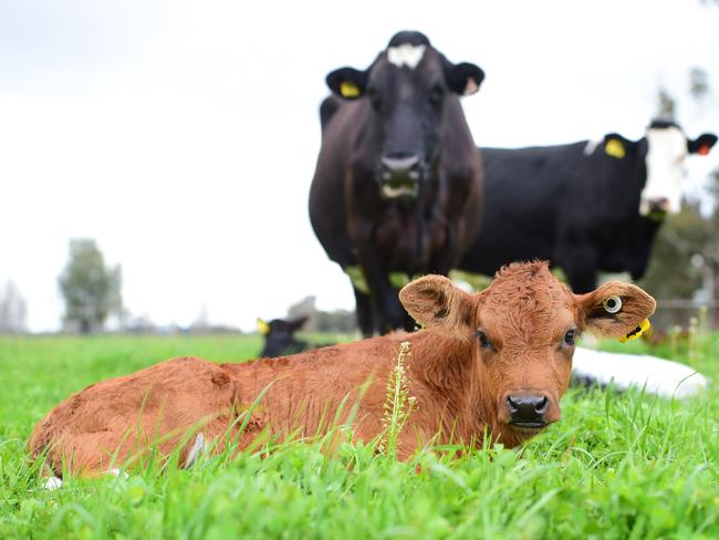 How Now Diary has a milking herd of 75 Jersey, crossbred and Holstein cows. Picture: Zoe Phillips