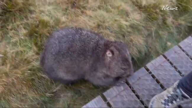 Where to find a little Tassie wombat heaven