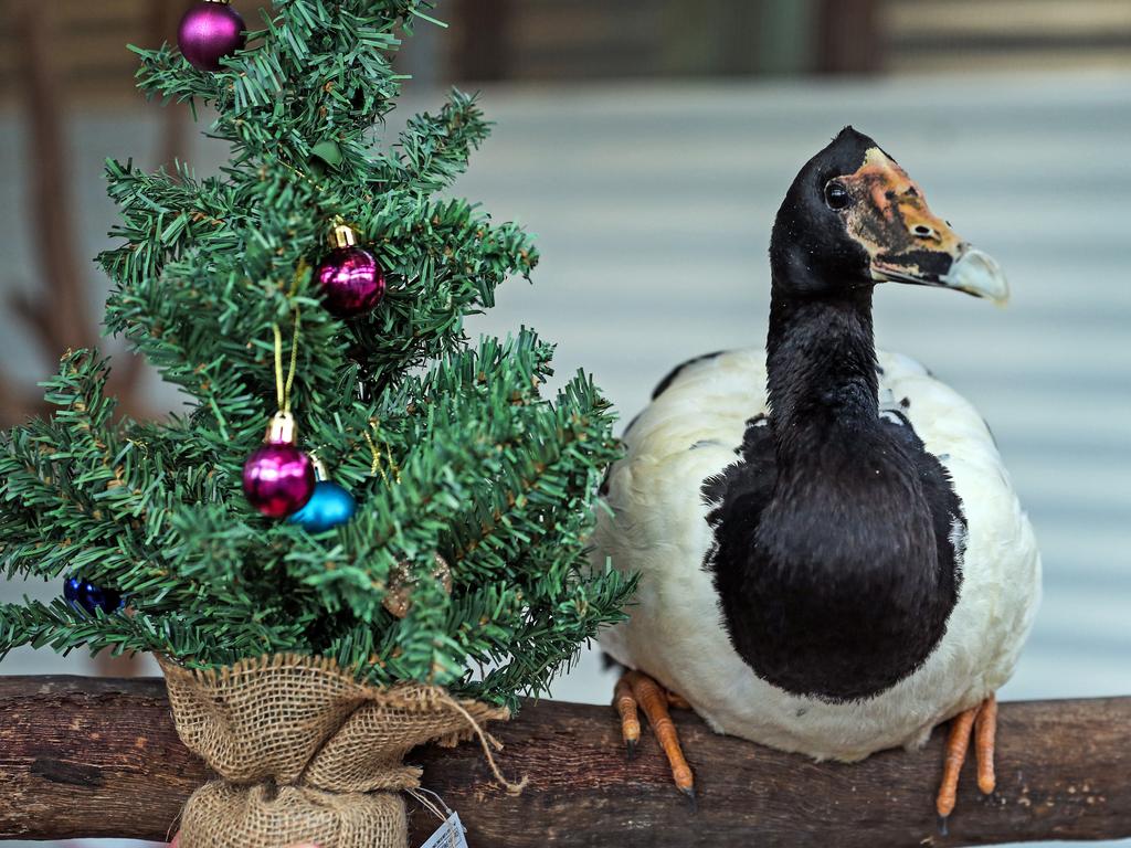 Tux is a magpie goose almost ready to find a new home. With striking features, Tux is a unique goose who would love space to roam with some feathery friends. He is $15 to adopt. Picture: Zak Simmonds