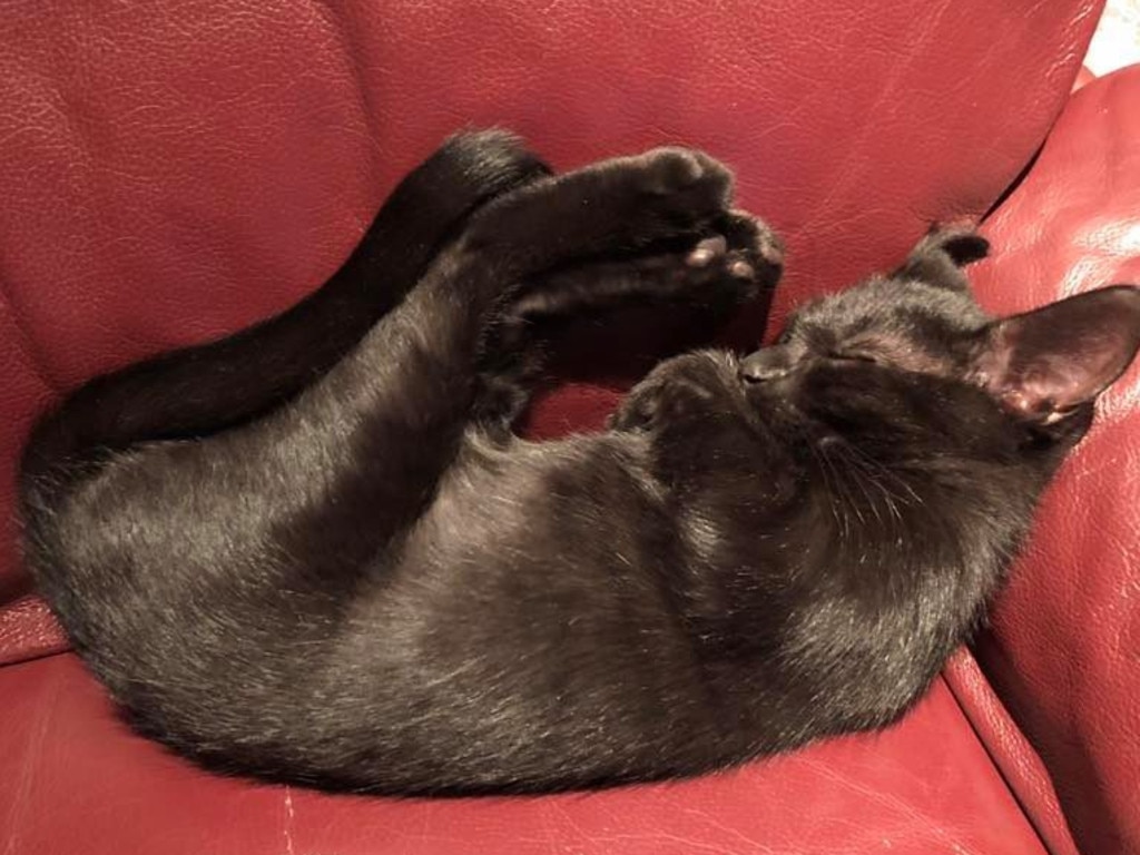 Meet Midnight. Picture: Angie Nash. Coolest Cat photo competition. Quest Community News and Courier Mail WRH