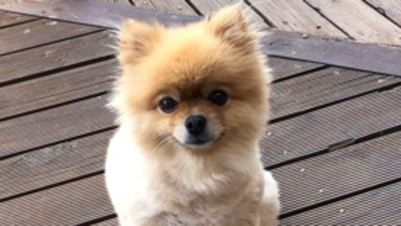 Miniature Pomeranian, Marbles, was snatched from a car on Wednesday. Picture: Victoria Police