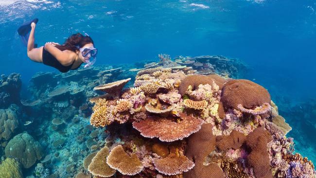 Scientists have revealed record levels of coral cover in the northern and central parts of the Great Barrier Reef.