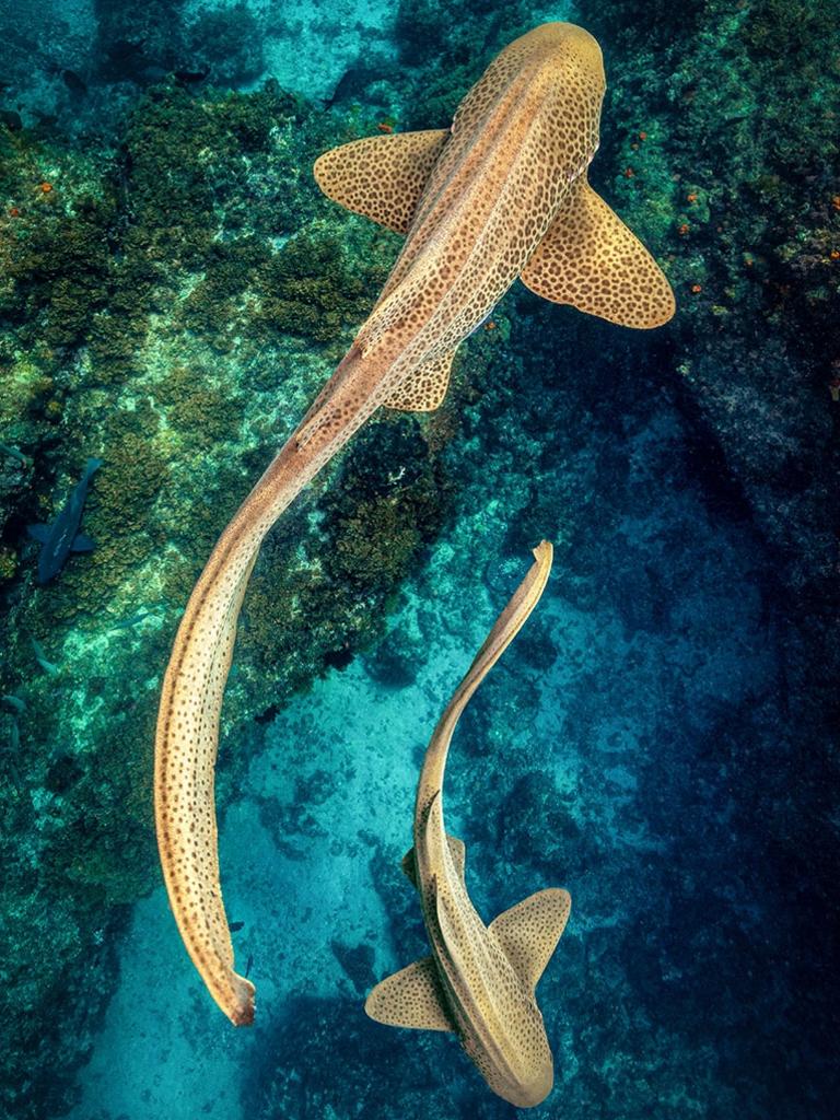 Two leopard sharks swim over the reef at Julian Rocks (Nguthungulli) off the coast Byron Bay on the north coast of NSW. In the summer months large numbers of these magnificent creatures congregate in the waters surrounding Julian Rocks — it is the largest known congregation of leopard sharks anywhere in the world.