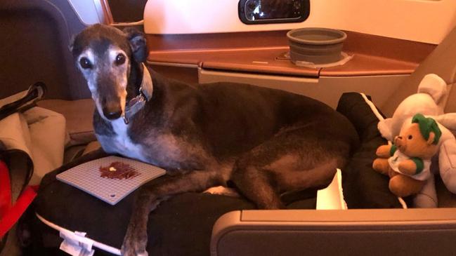 Lewis the greyhound scored an upgrade to business on a Singapore Airlines flight to Italy. Picture: Facebook