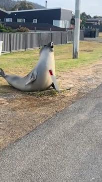 Mischievous seal wreaks havoc around Tasmania