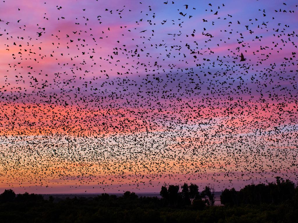 Fruit Bat Migration, Kasanka National Park, Zambia. Picture: Will Burrard Lucas/topwilldlifesites.com