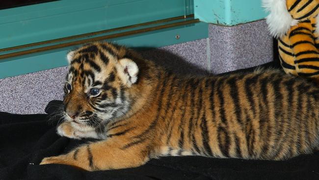 One of the cubs at Tiger Island. Photo: David Clark