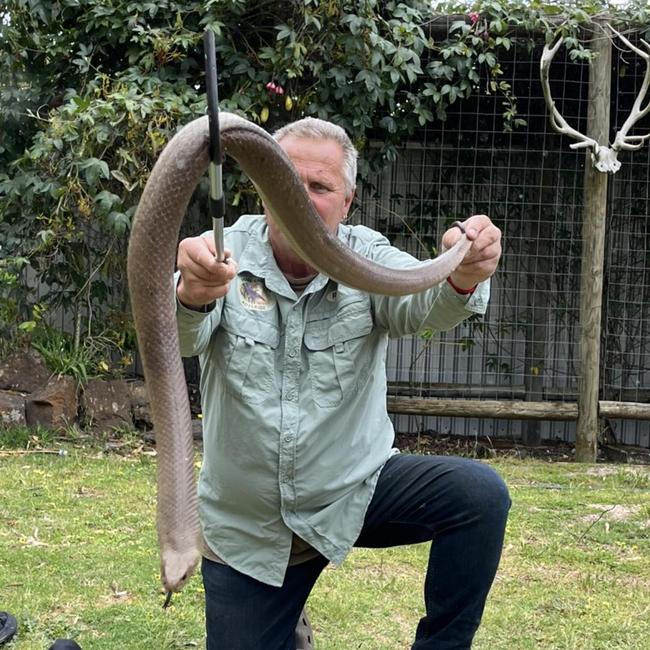 The snake was almost two metres long. Picture: Snake Catchers Adelaide/Facebook