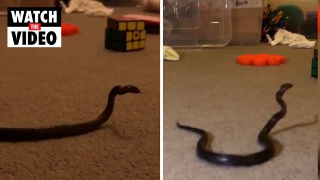 Snake found in girl's room in Sydney